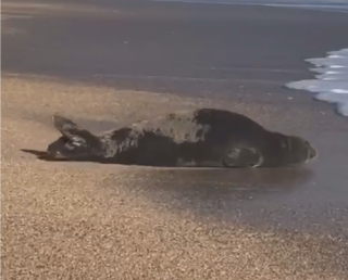 Foca monaca dà spettacolo sulla spiaggia di Numana